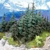 Grand Central Gems T37 Lodgepole Pine Trees 5"-7" (Pack Of 4) 1 Grand Central Gems T37 Lodgepole Pine Trees 5"-7" (Pack Of 4) -Best Toy Model Store 20120523 102448 W1 Trainz P11481960 SP